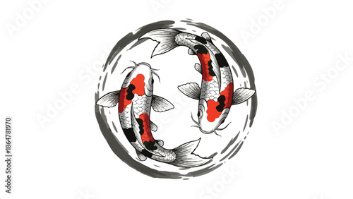 Two koi fish swimming in a circular motion