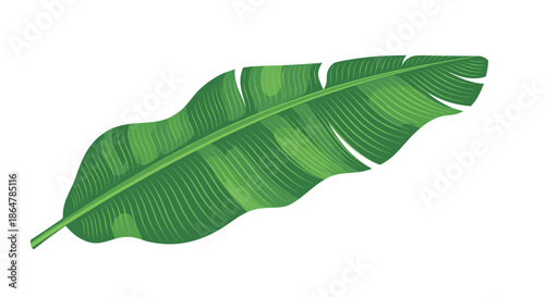 Detailed illustration of a large green banana leaf with visible veins and texture isolated on a plain white background.