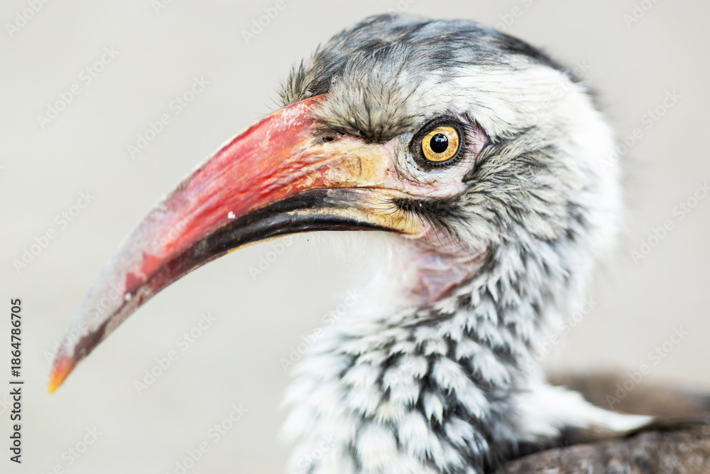 Fototapeta premium Closeup portrait of Northern red-billed hornbill with shallow depth of field, shot in Moremi Game Reserve, Botswana
