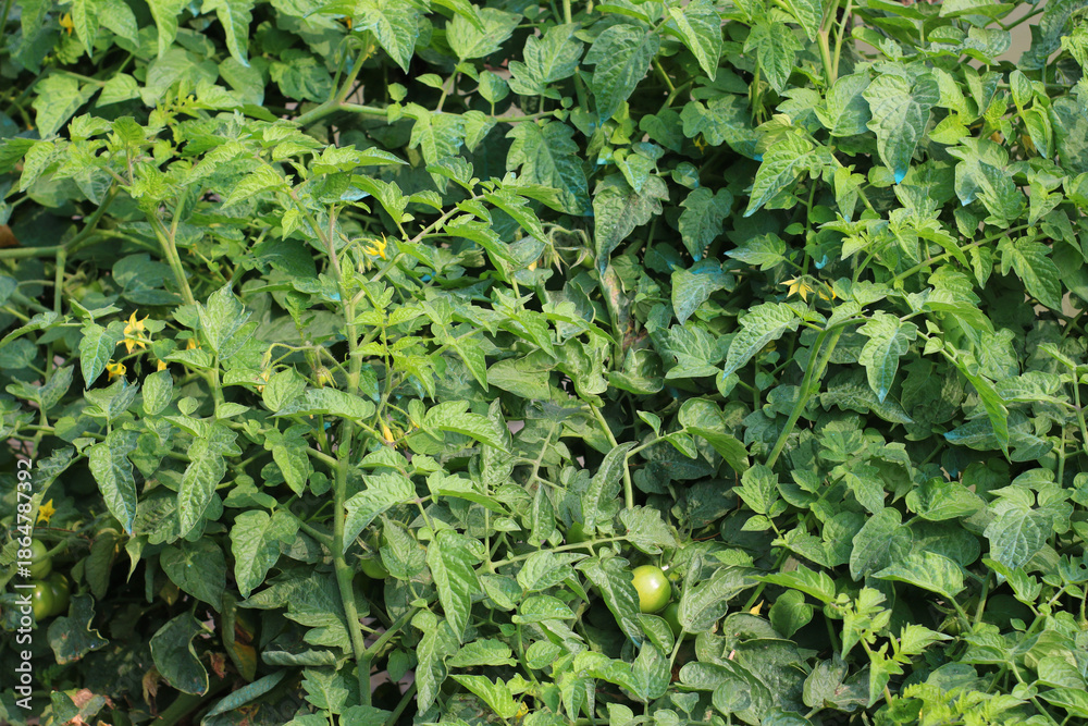 Fototapeta premium Healthy tomato plant with green leaves Vector