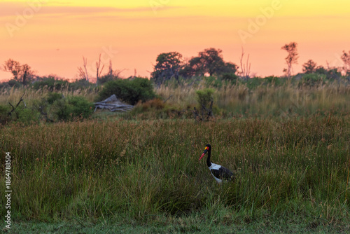 Saddle-billed stork standing in a dry savannah during a sunrise in Moremi Game Reserve, Botswana