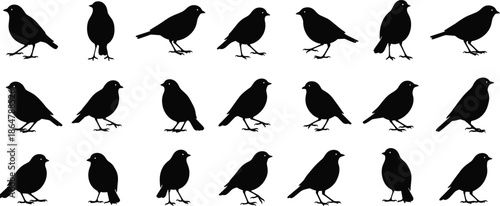 Black bird silhouettes set in multiple standing and walking poses isolated on white background wildlife avian vector illustration design