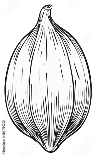 Hand drawn single bulb of garlic etching style close up sketch illustration