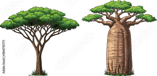 Detailed vector illustration of acacia and baobab trees with green foliage and textured trunks, isolated natural elements on white background