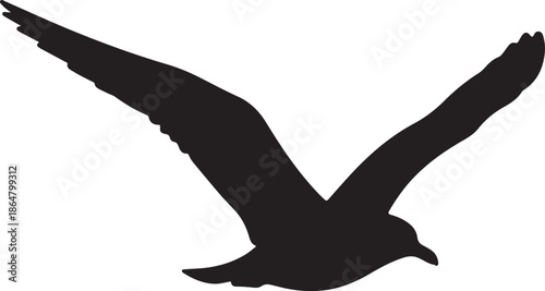 Silhouette of a seagull in flight, conveying freedom and nature's beauty