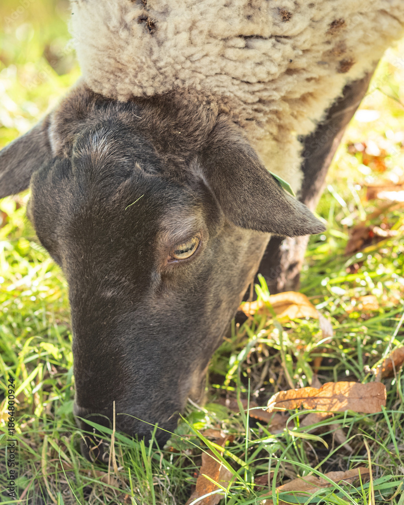 Fototapeta premium Sheep grazing on green grass in a sunny field during the afternoon