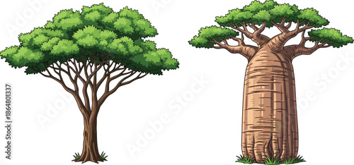 Vector illustration of baobab and acacia trees with lush green canopies, detailed trunks, isolated on white background natural forest elements