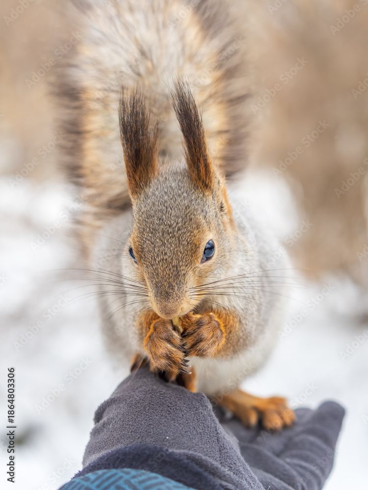 Fototapeta premium Squirrel eats nuts from a man's hand. Caring for animals in winter or autumn.