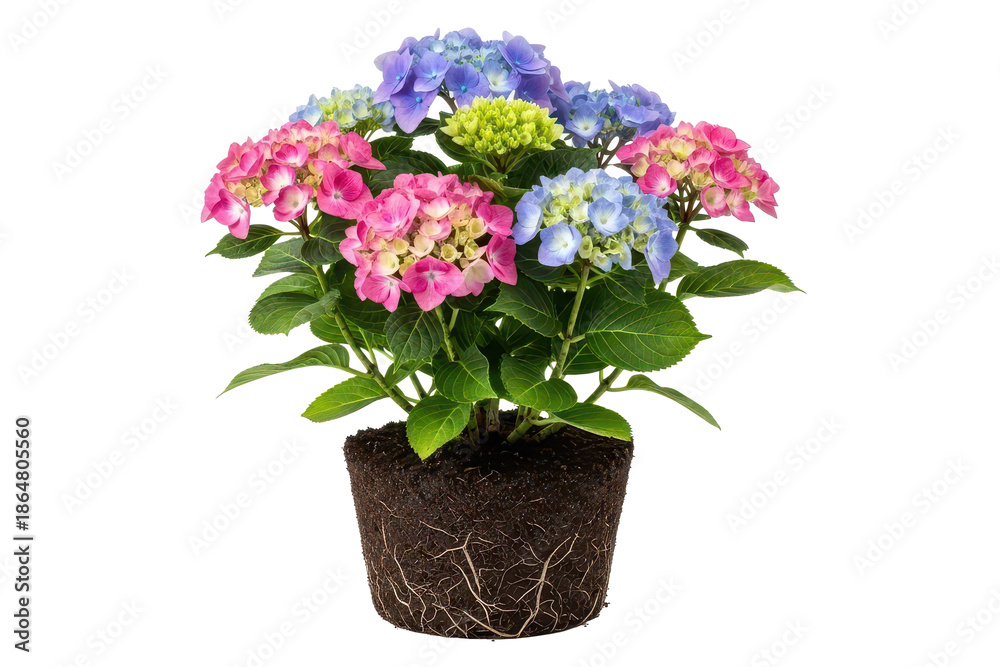 custom made wallpaper toronto digitalBlooming hydrangea plant with roots and soil, garden flower isolated background