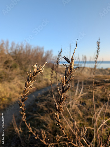 Dry plant on the dunes