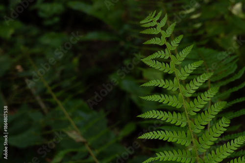 New fern leaf grows lush in the forest