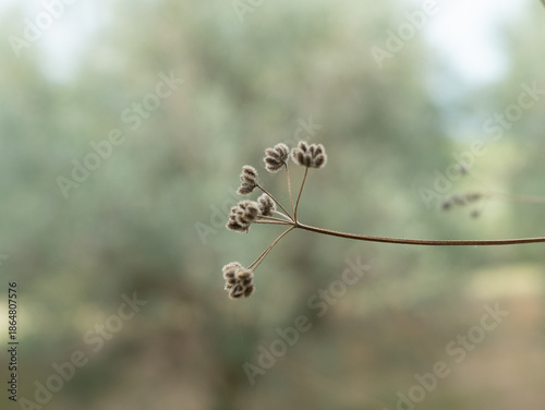 Beautiful flowerhead in the field