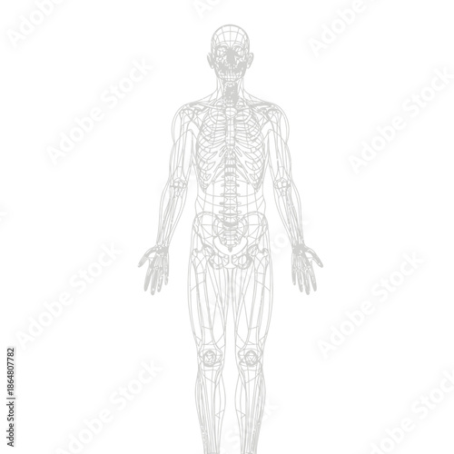 Human body skeletal system wireframe on white background illustration.