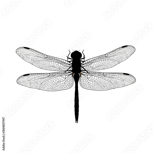 Detailed black and white dragonfly illustration on a white background.