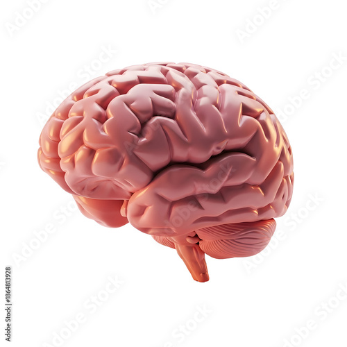3d rendered medical illustration of a human brain and cerebellum isolated on white background representing anatomy, neurology, and the intellect of the human mind