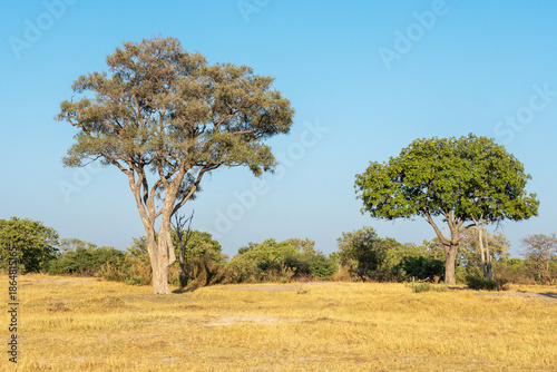 A dry savanna with some trees during a hot evening in Moremi Game Reserve, Botswana