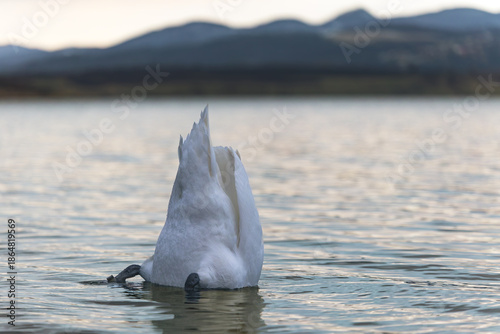 Bilde på lerret Mute swan (Cygnus olor) diving underwater in calm lake, rear view with legs and