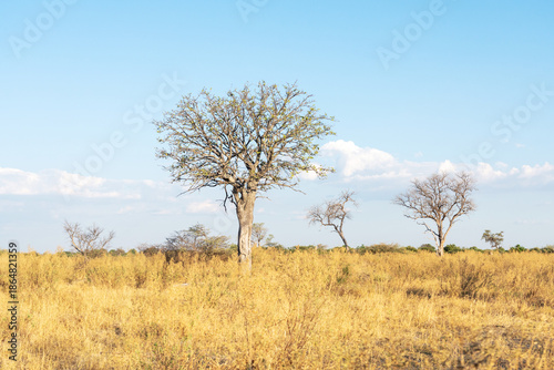 A dry savanna with some trees during a hot evening in Moremi Game Reserve, Botswana