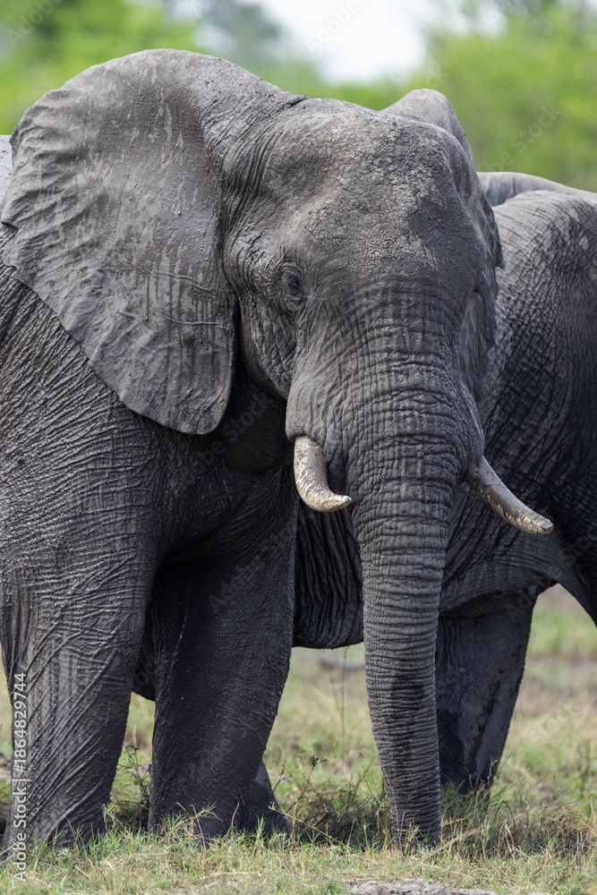 Obraz premium Close-up of an African bush elephant staring in Okavango delta, Botswana