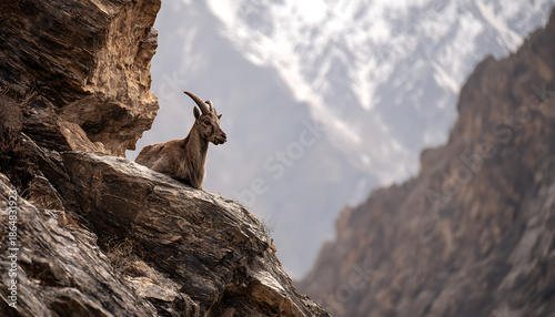 A solitary mountain goat stands firm on a snowy cliff framed by jagged peaks and alpine silence