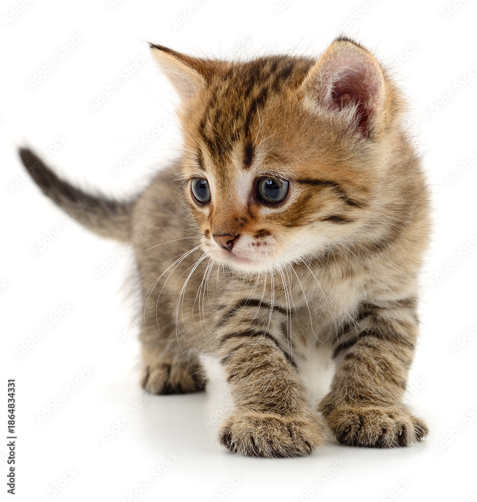 Obraz premium Beautiful tabby kitten walking isolated on white background