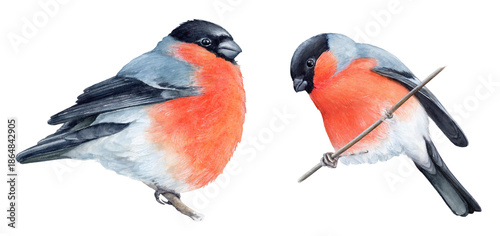 Collection of watercolor realistic illustrations of two bullfinches sitting on branches