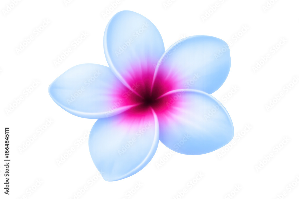 Fototapeta premium Frangipani flower with white petals and vibrant pink center creating a tropical blossom design, transparent background