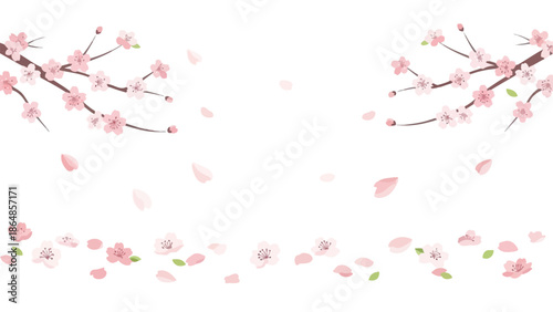 Beautiful pink cherry blossom branches with flowers and petals falling on white background for spring and floral designs with nature