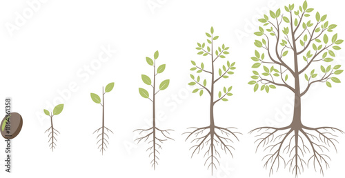 Tree growth stages illustration, plant life cycle from seed to mature tree with roots, botanical education infographic vector design