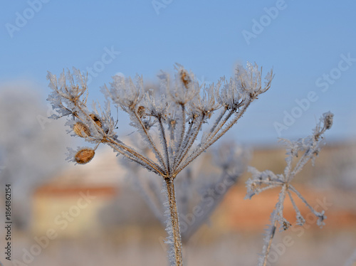 A plant covered with frost on a sunny winter day.