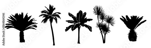 Black and white vector illustration of five tropical palms, including fan, banana, and spiky palms, in a clean minimalist silhouette style isolated on transparent background