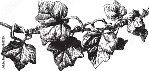 Ivy plant with detailed leaves and vines. Black and white vector illustration highlighting the texture and natural form of the climbing plant.