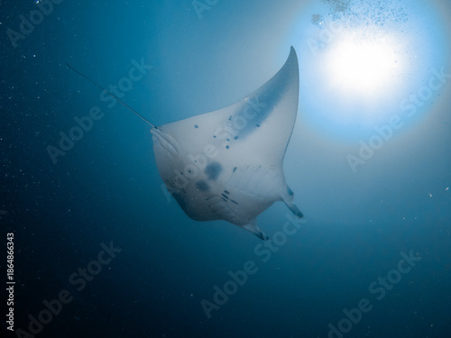 Scuba diving in the Maldives during New Year 2025.