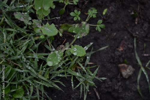 Fresh green leaves with water droplets on damp ground background