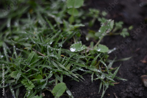 Fresh green leaves with water droplets on damp ground background