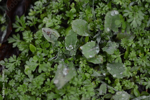 Close up of fresh green leaves with crystal water drops