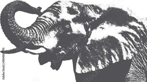 Elephant head in black and white. Detailed vector illustration featuring texture and shape, showcasing the animal's profile as a single set.