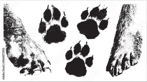 Paw prints in black silhouette style. Vector illustration showcasing various animal footprints in a set for wildlife design.