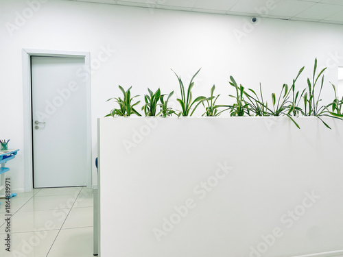 Modern bright office interior with white partition wall decorated with green potted plants and closed door