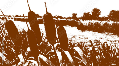 Cattails by a river in nature. Brown landscape illustration featuring outdoor vegetation in a serene environment. Vector image.