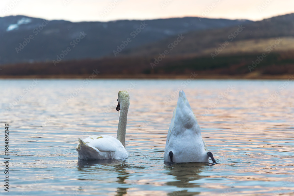 Obraz premium Two mute swans (Cygnus olor) feeding in calm lake, one diving underwater and one swimming above surface, natural bird behavior, minimalist wildlife concept with copy space and mountain background.