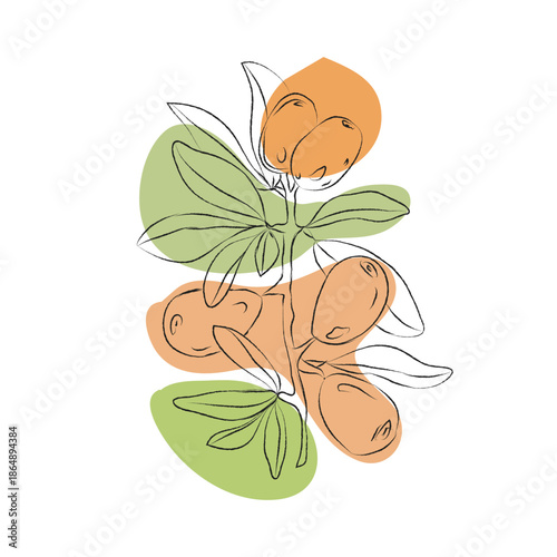 Hand-drawn sketch of an argan branch, argan branch outline vector illustration, argan vector color illustration, background, sketch banner, icon, and logo design, argan branch sketch with flat