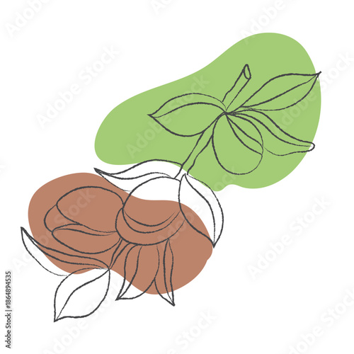 Illustration of argan branch illustrations, Clean vector set ideal for packaging, label and and product design, Vector illustration of argan branch, on a clean background, Illustration of an argan