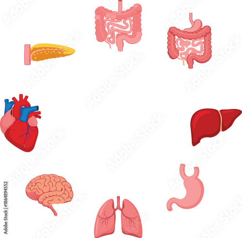 Set of human internal organs illustrations including heart, brain, lungs, liver, stomach and intestines for medical education isolated on white background