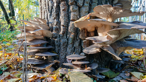 Oyster mushrooms growing on tree trunk in autumn forest. Natural fungus cluster on wooden bark with fallen leaves. Outdoor nature scene with edible wild mushrooms in seasonal woodland environment