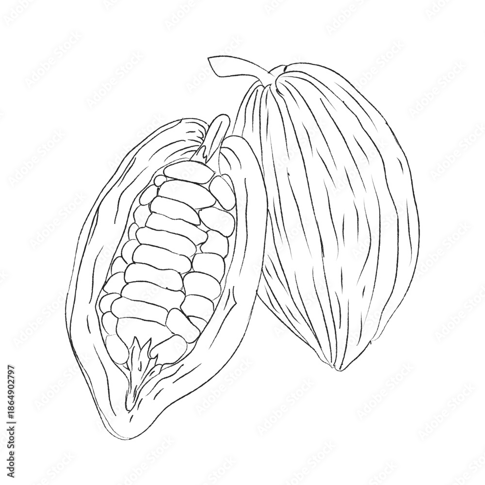 Fototapeta premium Hand-painting design set, EPS format, Sketch Vector dragon line art, outline drawing for cocoa beans drawing, Doodle hand-drawn icon set, outline drawing of cocoa beans branch, outline drawing