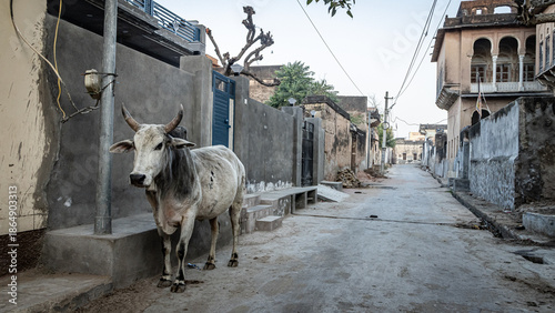 Photography Holy cow in a street of India