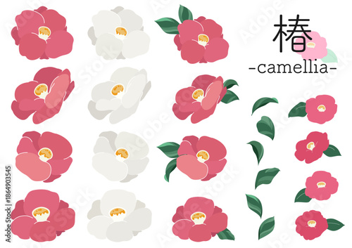 白い椿・赤い椿と葉っぱのイラスト素材