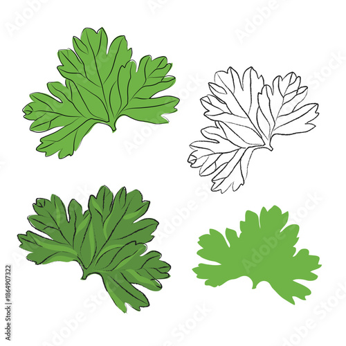 Collection of Doodle hand-drawn icon set, outline drawing of parsley leaves, outline drawing of parsley leaves, vector design set, Hand-painting design set, EPS format, Sketch Vector parsley leaves