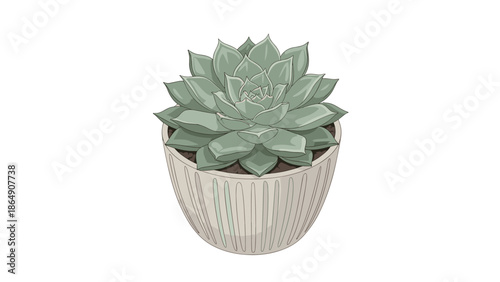 Detailed color illustration of a beautiful Echeveria succulent plant with lush green leaves in a stylish patterned ceramic pot on a white background.